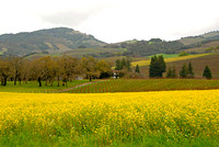 Mustard in March