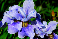 Japanese Blue Iris