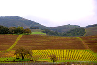 Wine Country
