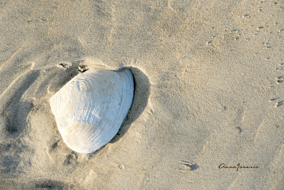 Seashell on Cranes Beach